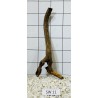 Stump wood 11