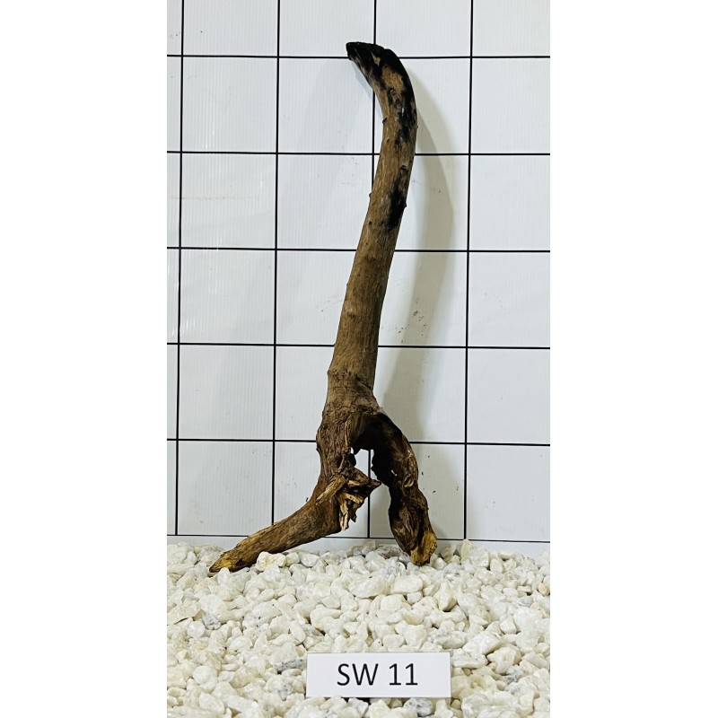 Stump wood 11