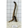 Stump wood 11