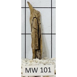 Mangrovewood 101