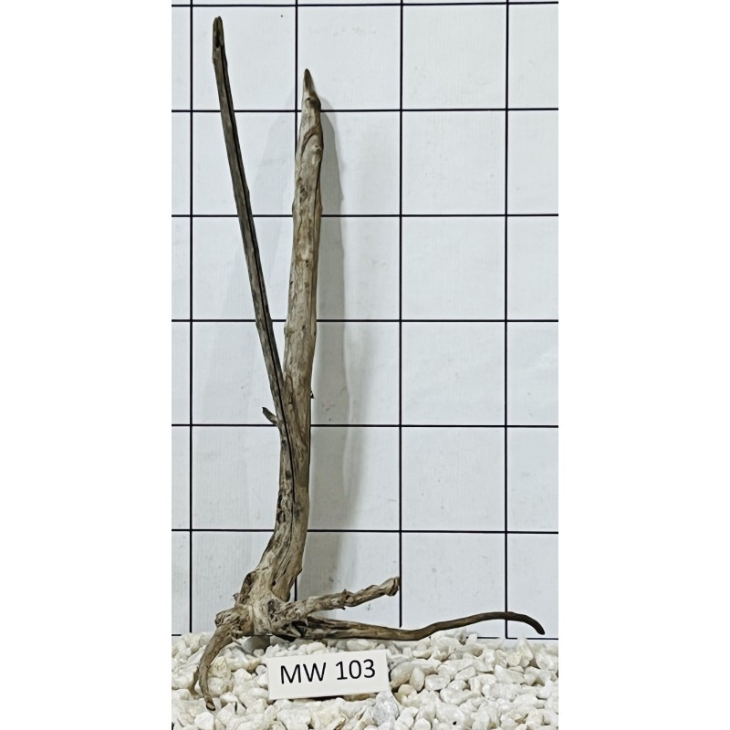 Mangrovewood 103