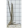 Mangrovewood 103