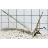 Mangrovewood 103