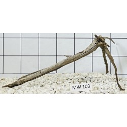 Mangrovewood 103