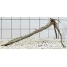 Mangrovewood 103