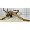 Stump wood 12
