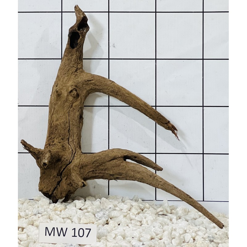 Mangrovewood 107