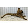 Stump wood 12