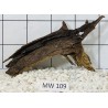 Mangrovewood 109