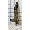Stump wood 13