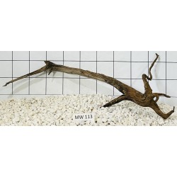 Mangrovewood 113
