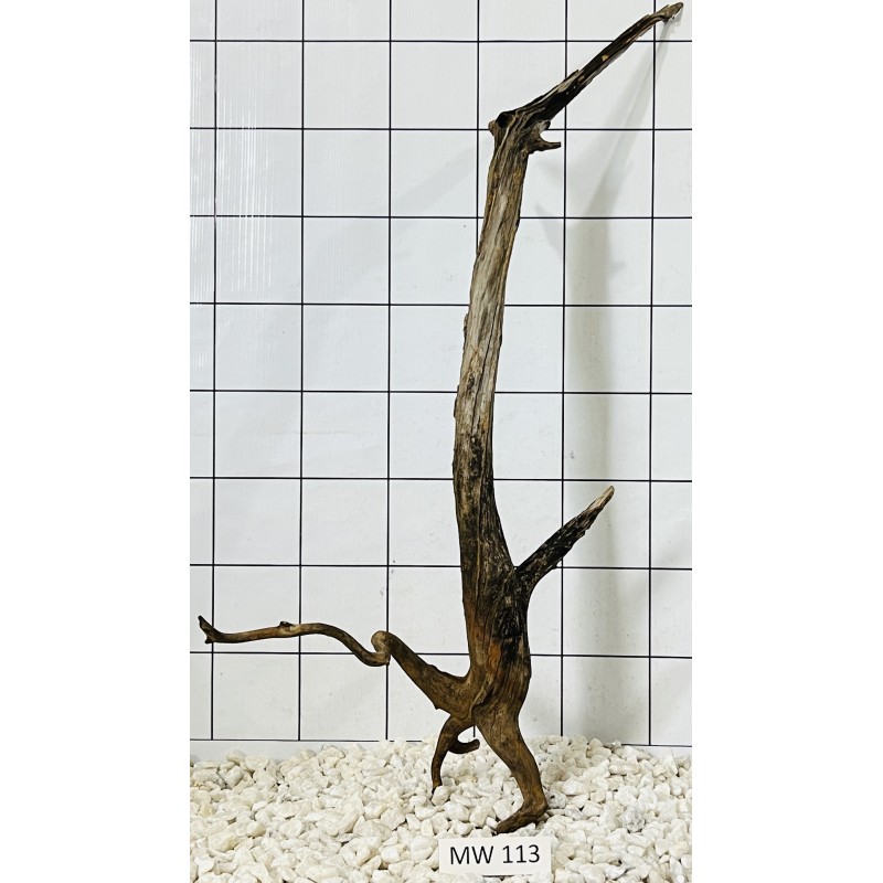 Mangrovewood 113