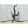 Mangrovewood 114