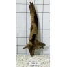 Stump wood 13