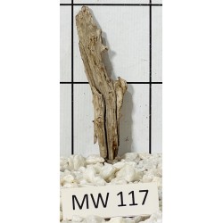 Mangrovewood 117