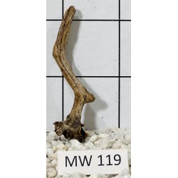 Mangrovewood 119