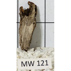 Mangrovewood 121