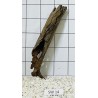 Stump wood 14