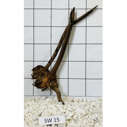 Stump wood 15