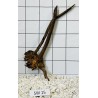Stump wood 15