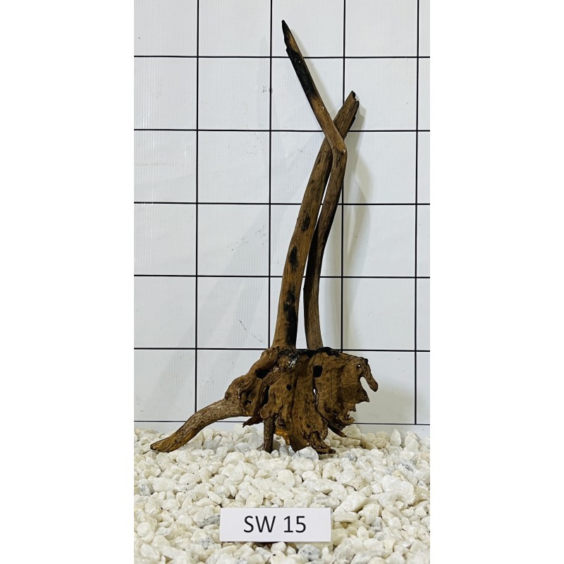 Stump wood 15