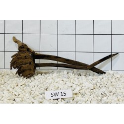 Stump wood 15