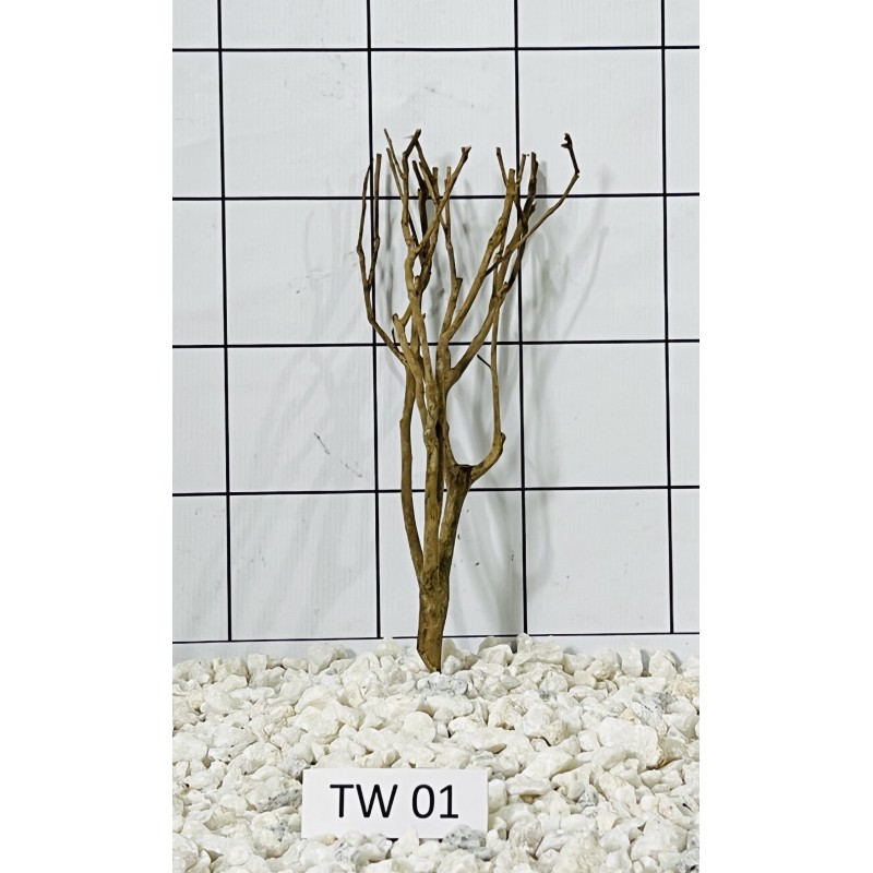 Talawa wood 01