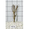 Talawa wood 01