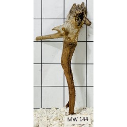 Mangrovewood 144