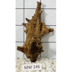 Mangrovewood 146
