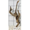 Mangrovewood 147