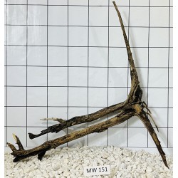 Mangrovewood 151