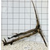 Mangrovewood 151