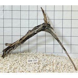 Mangrovewood 151