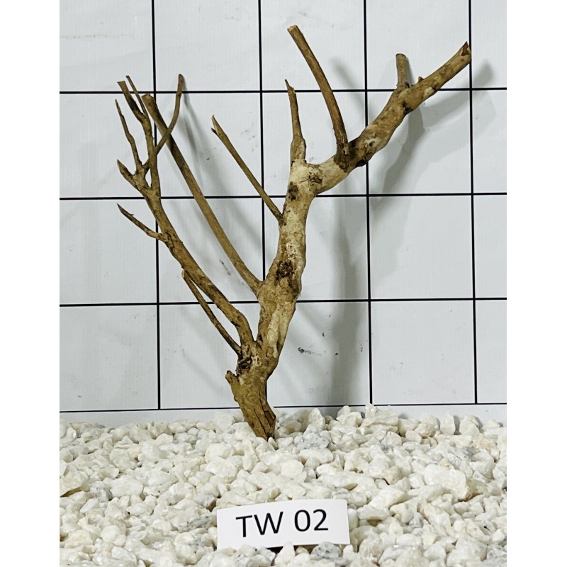 Talawa wood 02
