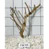 Talawa wood 02