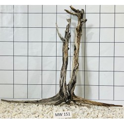 Mangrovewood 151