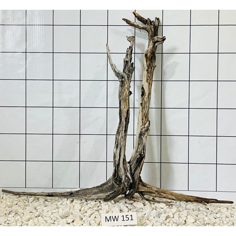 Mangrovewood 151