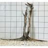 Mangrovewood 151