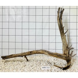 Mangrovewood 152