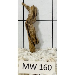 Mangrovewood 160