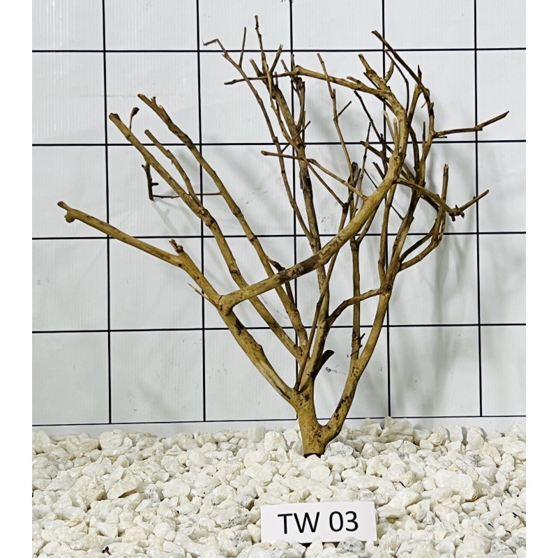 Talawa wood 03