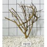 Talawa wood 03
