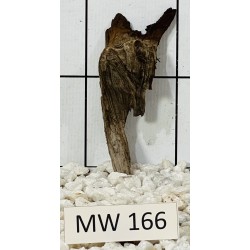 Mangrovewood 166