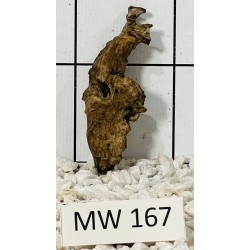 Mangrovewood 167