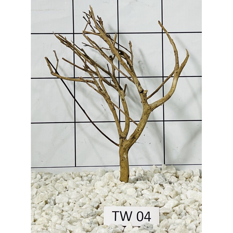 Talawa wood 04