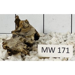 Mangrovewood 171