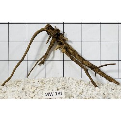 Mangrovewood 181