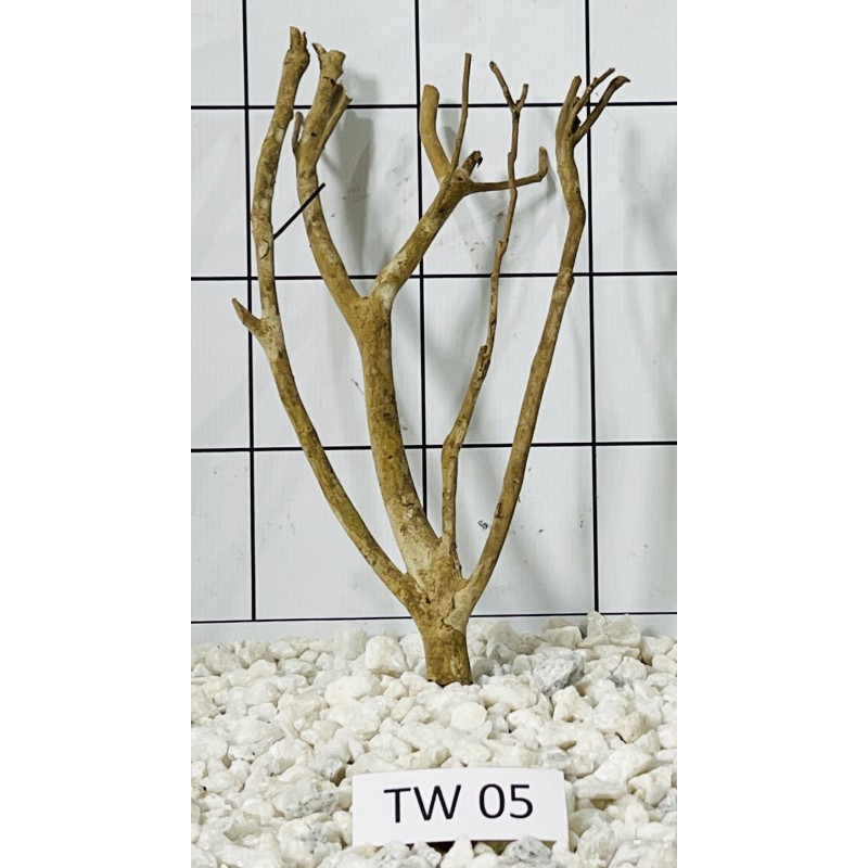Talawa wood 05