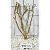 Talawa wood 05